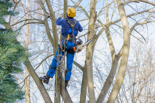 Twin Lakes, WI Tree Services Company